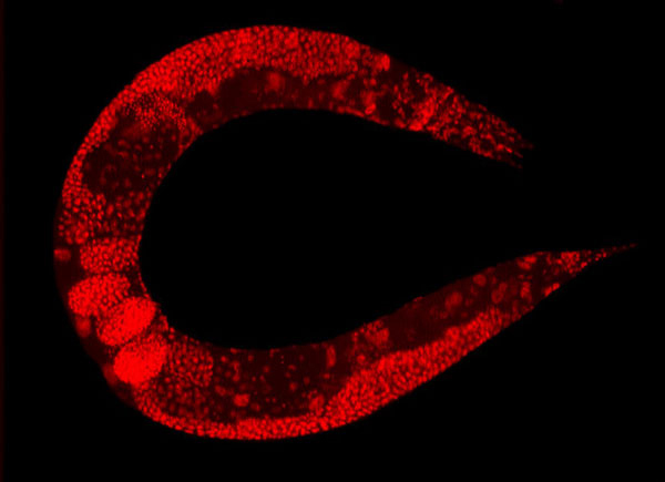 Caenorhabditis elegans